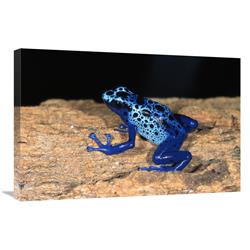 JensenDistributionServices 20 x 30 in. Blue Poison Dart Frog, Very Tiny Poisonous Frog, Native to South America Art Print - San Diego Zoo