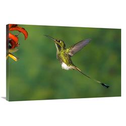 JensenDistributionServices 24 x 36 in. Booted Racket-Tail Hummingbird Male Hovering At Flower, Western Slope of Andes, Ecuador Art Print - Tom Vezo