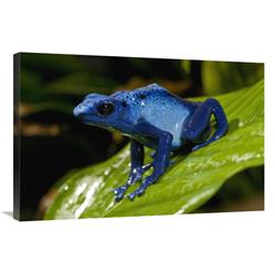 JensenDistributionServices 24 x 36 in. Blue Poison Dart Frog Very Tiny Poisonous Frog, Native to South America Art Print - San Diego Zoo