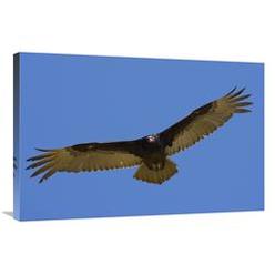 Global Gallery GCS-450871-2436-142 24 x 36 in. Turkey Vulture Soaring Overhead, Native to North America Art Print - San Diego Zoo