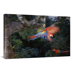 Global Gallery GCS-451498-2436-142 24 x 36 in. Scarlet Macaw Flying in Rainforest Canopy, Peruvian Amazon, Peru Art Print - Tui De Roy