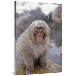 Global Gallery GCS-398507-2436-142 24 x 36 in. Japanese Macaque in Hot Springs, Japanese Alps, Nagano, Japan Art Print - Konrad Wothe