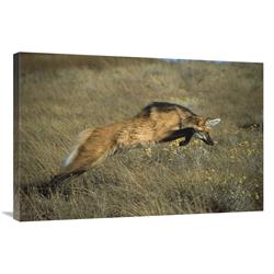 Global Gallery GCS-451655-2436-142 24 x 36 in. Maned Wolf Pouncing on Rodent in Dense Grass, Serra De Canastra NP, Brazil Art Print - Tui De Ro