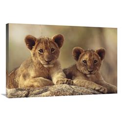 Global Gallery GCS-396905-2436-142 24 x 36 in. African Lion Cubs Resting on A Rock, Hwange National Park, Zimbabwe, Africa Art Print - Tim Fitz