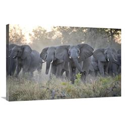 Global Gallery GCS-395880-2436-142 24 x 36 in. African Elephant Upset Herd Gathering After Smelling Blood From Wild Dog Kill, Okavango Delta, B