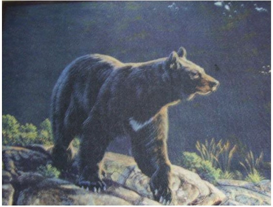 Associated Weavers Custom Printed Rugs BEAR Bear Wildlife Rug