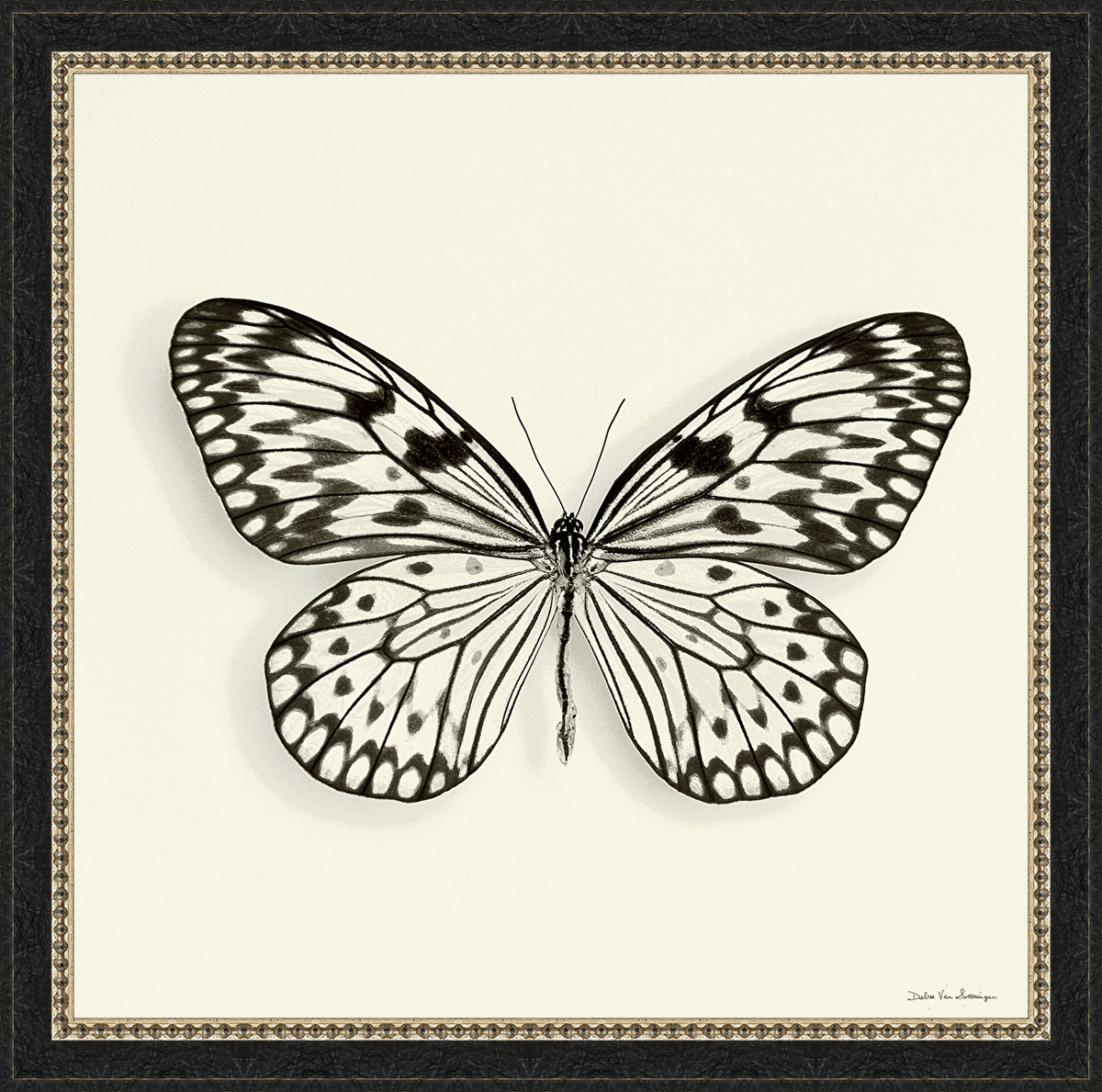 Somerset House Publishing 7250 18 x 18 in. Butterfly V BW, Framed Fine Art Print with Glass