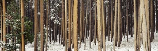 RLM Distribution Lodgepole Pines and Snow Grand Teton National Park WY Poster Print by  - 36 x 12