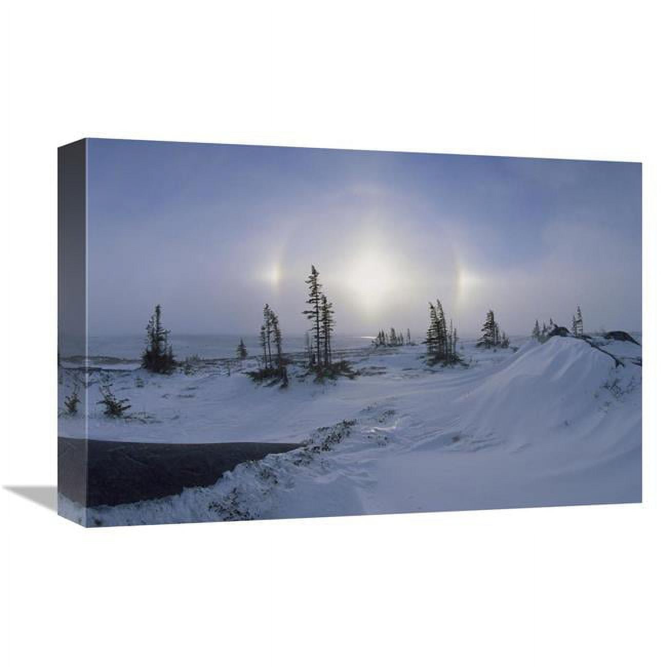 JensenDistributionServices 12 x 18 in. Spruce Forest in Snow with Sundogs, Hudson Bay, Canada Art Print - Konrad Wothe
