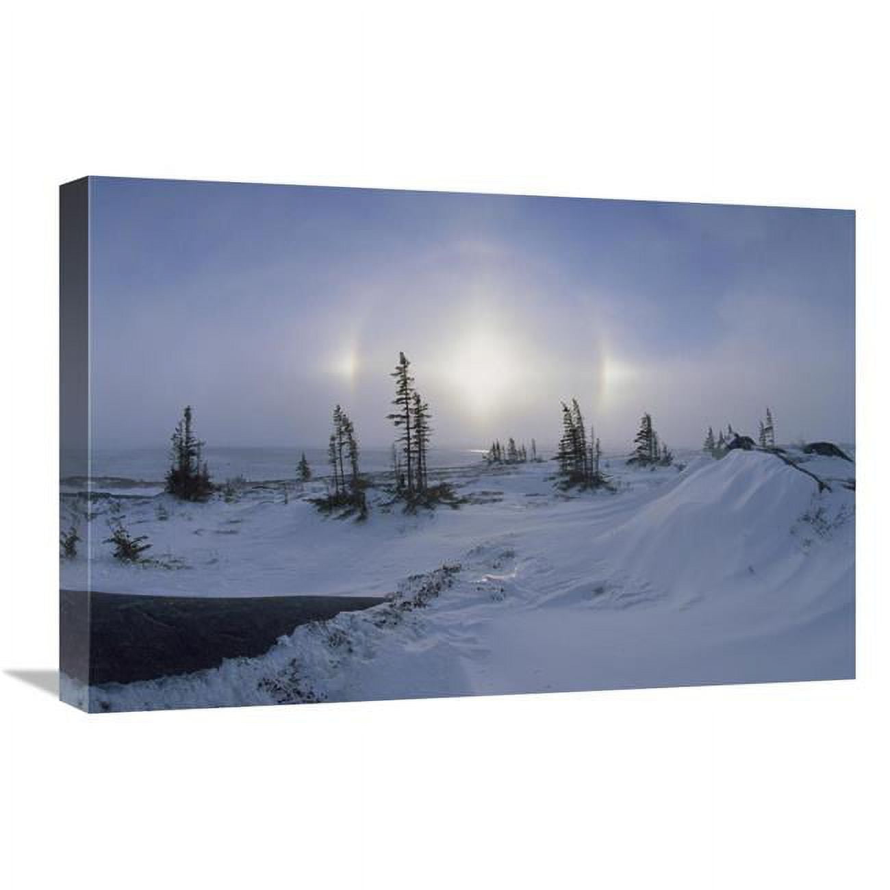 JensenDistributionServices 16 x 24 in. Spruce Forest in Snow with Sundogs, Hudson Bay, Canada Art Print - Konrad Wothe