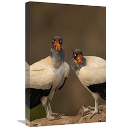 JensenDistributionServices 16 x 24 in. King Vulture Pair Perched on Rocks, South America Art Print - Pete Oxford