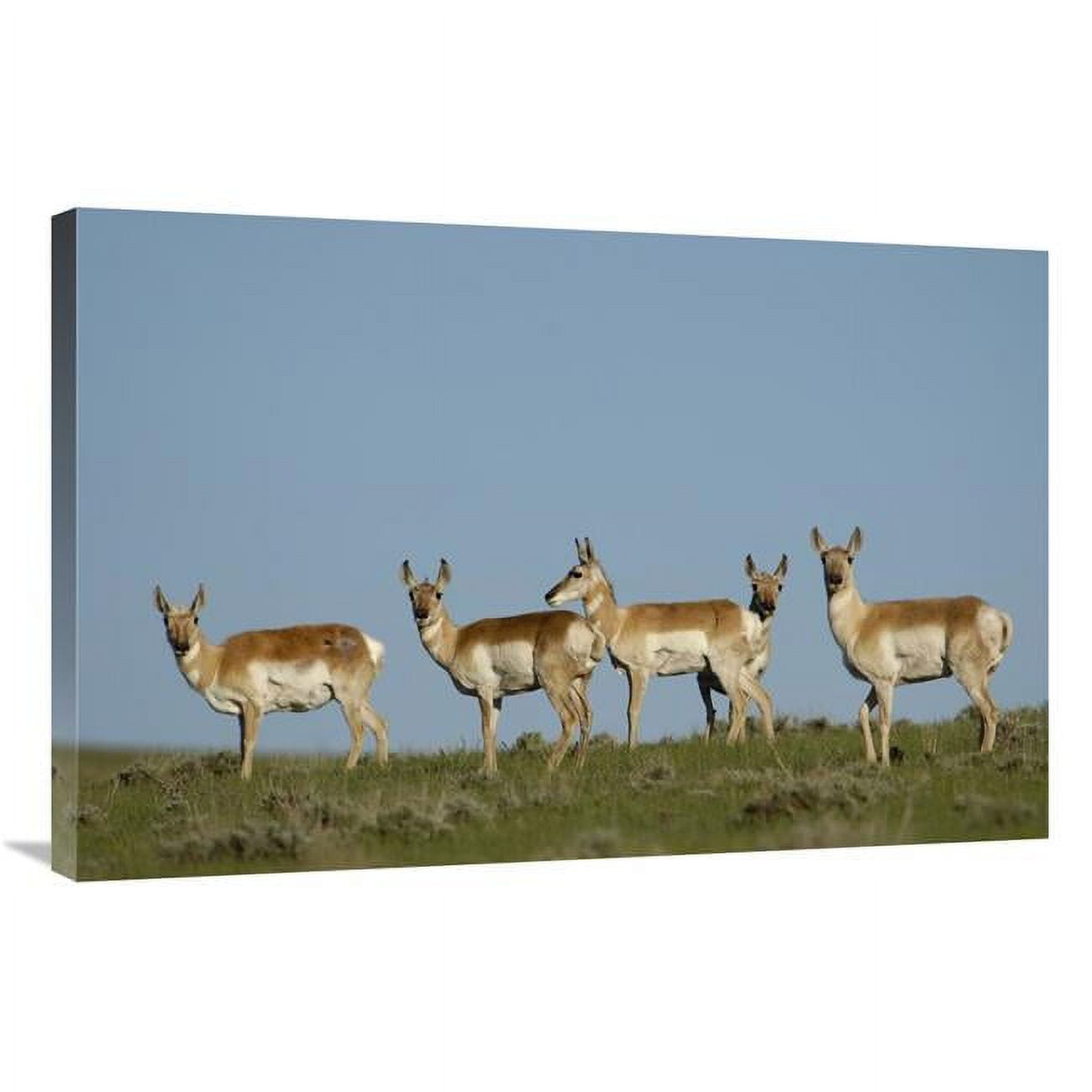 Global Gallery GCS-453086-2436-142 24 x 36 in. Pronghorn Antelope Herd, Wyoming Art Print - Pete Oxford