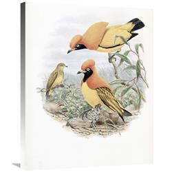 Global Gallery GCS-277760-30-142 30 in. Golden Bird of Paradise Art Print - John Gould