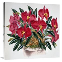Global Gallery GCS-278078-30-142 30 in. Sophronitis Grandiflora Art Print - Samuel Jennings