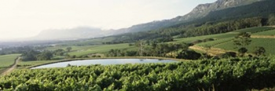 RLM Distribution Vineyard with Constantiaberg mountain range  Constantia  Cape Winelands  Cape Town  Western Cape Province  South Africa Poster P