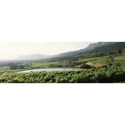 RLM Distribution Vineyard with Constantiaberg mountain range  Constantia  Cape Winelands  Cape Town  Western Cape Province  South Africa Poster P