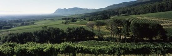 RLM Distribution Vineyard with mountains  Constantiaberg  Constantia  Cape Winelands  Cape Town  Western Cape Province  South Africa Poster Print