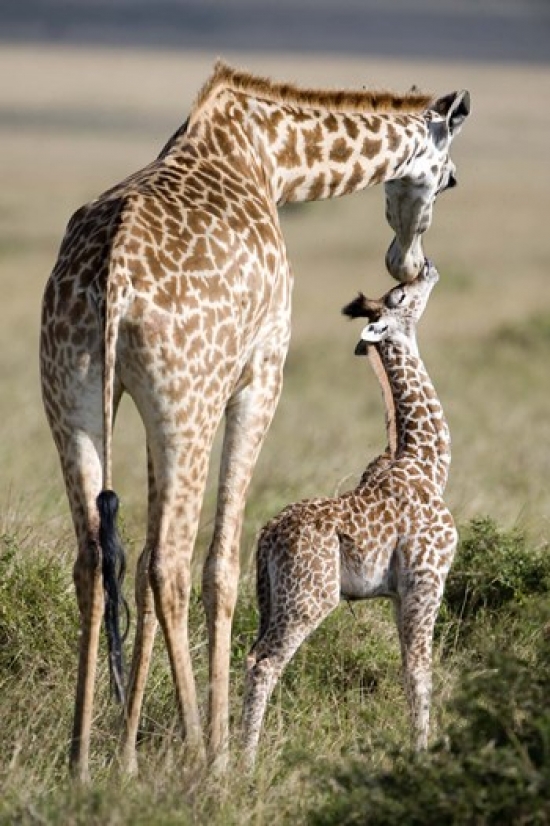 Panoramic Images PPI119228 Masai giraffe - Giraffa camelopardalis tippelskirchi with its calf  Masai Mara National Reserve  Kenya Poster Print by
