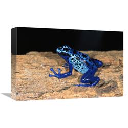 Global Gallery GCS-450819-1218-142 12 x 18 in. Blue Poison Dart Frog, Very Tiny Poisonous Frog, Native to South America Art Print - San Diego Z