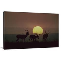 JensenDistributionServices 24 x 36 in. Impala Bucks At Sunset, Kenya Art Print - Tim Fitzharris