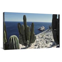 JensenDistributionServices 24 x 36 in. Cardon Cactus on Cliffs, Isla San Pedro Martir, Sea of Cortez, Baja, Mexico Art Print - Tui De Roy