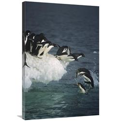 JensenDistributionServices 24 x 36 in. Adelie Penguin Group Leaping Off Ice Edge in Fog, Ross Sea, Antarctica Art Print - Tui De Roy