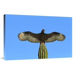 JensenDistributionServices 24 x 36 in. Turkey Vulture Perching on Cardon Cactus, Sunning Itself, Sonora, Mexico Art Print - Tom Vezo