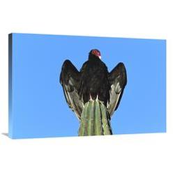 JensenDistributionServices 24 x 36 in. Turkey Vulture Perching on Cardon Cactus, Sonora, Mexico Art Print - Tom Vezo