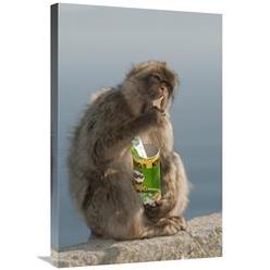 Global Gallery GCS-397941-2030-142 20 x 30 in. Barbary Macaque Eating Potato Chips Stolen From Tourist, Gibraltar, United Kingdom Art Print - P