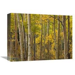 Global Gallery GCS-396871-1216-142 12 x 16 in. Aspen Trees in Autumn, Santa Fe National Forest Near Santa Fe, New Mexico Art Print - Tim Fitzha