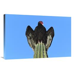 Global Gallery GCS-453310-2436-142 24 x 36 in. Turkey Vulture Perching on Cardon Cactus, Sonora, Mexico Art Print - Tom Vezo