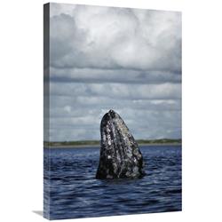Global Gallery GCS-451697-2030-142 20 x 30 in. Gray Whale Spy-Hopping in Breeding Lagoon, Baja California, Mexico Art Print - Tui De Roy