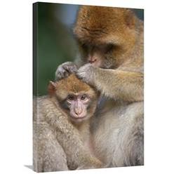 Global Gallery GCS-397876-2030-142 20 x 30 in. Barbary Macaque Mother Grooming Baby, Affenberg Salemlake, Constance, Germany Art Print - Heike