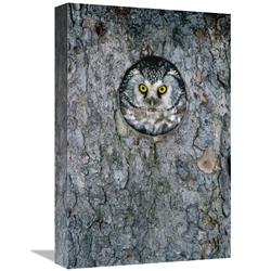Global Gallery GCS-398510-1218-142 12 x 18 in. Tengmalms Owl or Boreal Owl Peaking Through Hole in Tree, Sweden Art Print - Konrad Wothe