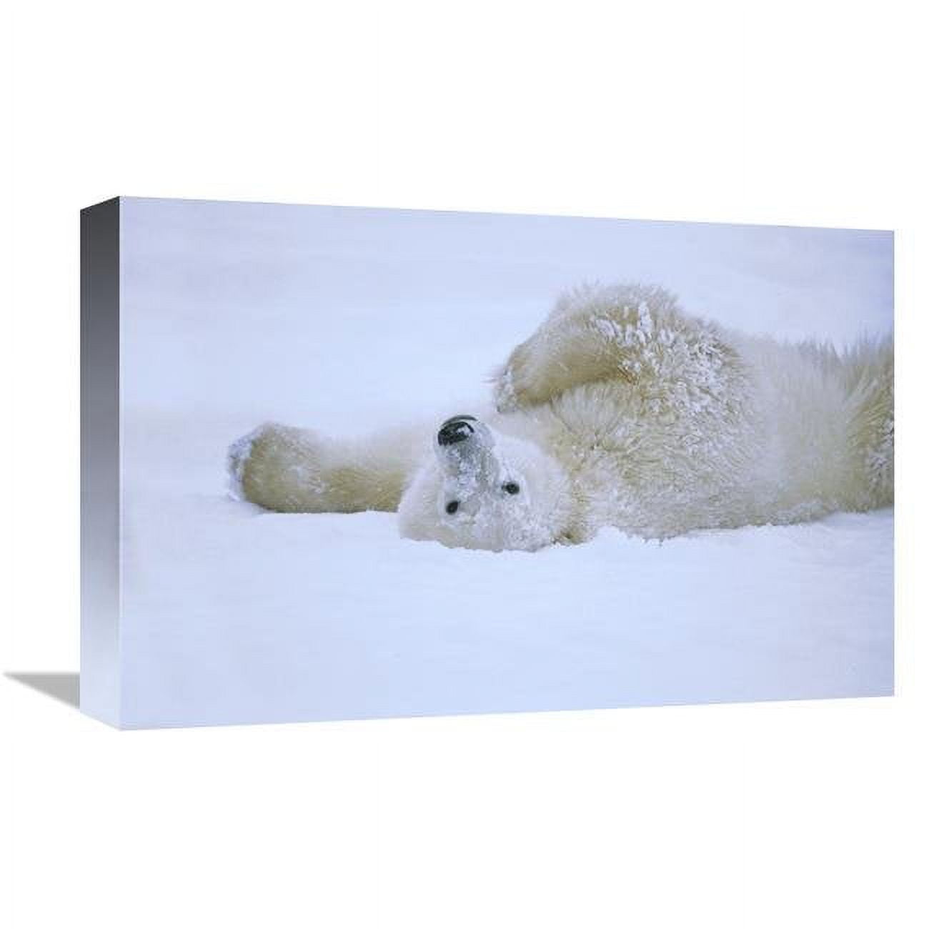JensenDistributionServices 12 x 18 in. Polar Bear Rolling in Snow, Hudson Bay, Canada Art Print - Konrad Wothe