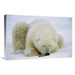 JensenDistributionServices 20 x 30 in. Polar Bear Sleeping in the Snow, Hudson Bay, Canada Art Print - Konrad Wothe