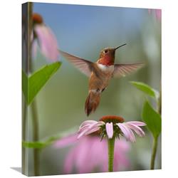 Global Gallery GCS-396280-2024-142 20 x 24 in. Rufous Hummingbird Male Feeding on Flower Nectar Art Print - Tim Fitzharris