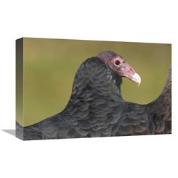 Global Gallery GCS-397332-1218-142 12 x 18 in. Turkey Vulture, Howell Nature Center, Michigan Art Print - Steve Gettle