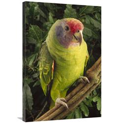 JensenDistributionServices 24 x 36 in. Red-Tailed Amazon Portrait, Atlantic Forest Ecosystem, Brazil Art Print - Claus Meyer