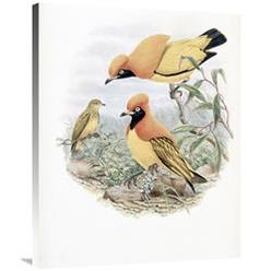 Global Gallery GCS-277760-36-142 36 in. Golden Bird of Paradise Art Print - John Gould