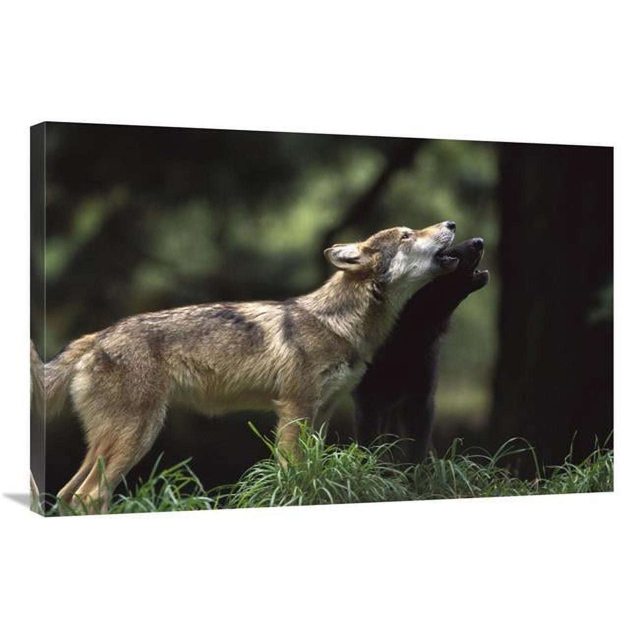 Global Gallery GCS-452998-2436-142 24 x 36 in. Timber Wolf Pups Howling, Oregon Zoo, Portland, Oregon Art Print - Gerry Ellis