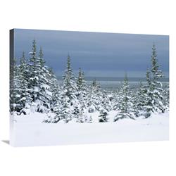 JensenDistributionServices 24 x 32 in. Spruce Trees in Snow, Boreal Forest, Hudson Bay, Canada Art Print - Konrad Wothe