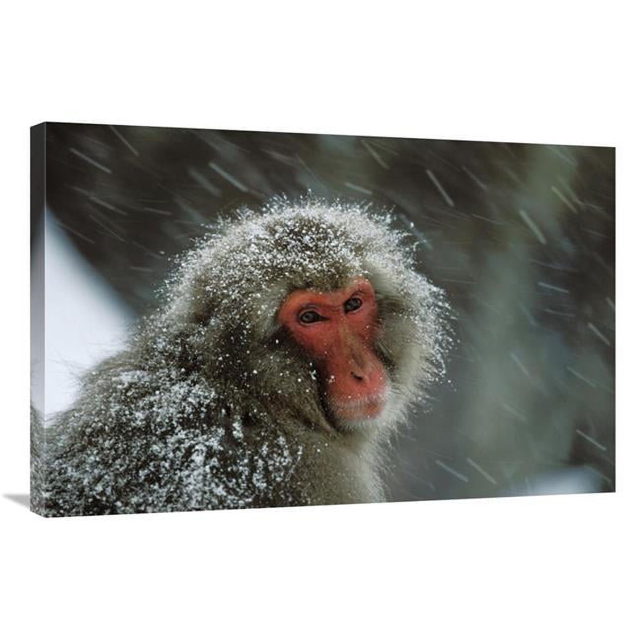 JensenDistributionServices 24 x 36 in. Japanese Macaque Covered in Snow, Japanese Alps Near Nagano, Japan Art Print - Konrad Wothe