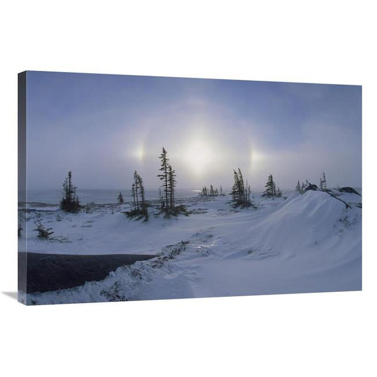 JensenDistributionServices 24 x 36 in. Spruce Forest in Snow with Sundogs, Hudson Bay, Canada Art Print - Konrad Wothe