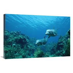 JensenDistributionServices 24 x 36 in. Bottlenose Dolphin Pair Swimming Over Coral Reef, Honduras Art Print - Konrad Wothe