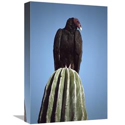 Global Gallery GCS-450736-1218-142 12 x 18 in. Turkey Vulture on Cardon Cactus, Baja California, Mexico Art Print - Larry Minden