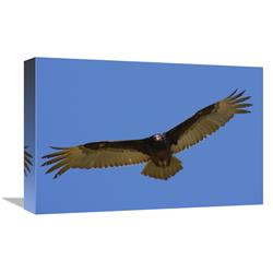 Global Gallery GCS-450871-1218-142 12 x 18 in. Turkey Vulture Soaring Overhead, Native to North America Art Print - San Diego Zoo