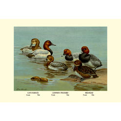 Buyenlarge Buy Enlarge 0-587-08880-xC12X18 Canvas-Back  Common Pochard and Red-Head Ducks- Canvas Size C12X18