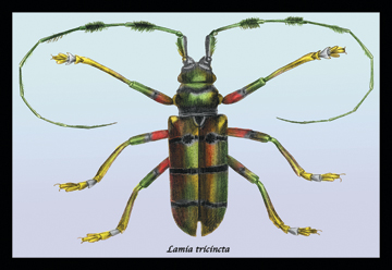 Buyenlarge Buy Enlarge 0-587-15384-9C12X18 Beetle- Lamia Tricincta no.1- Canvas Size C12X18