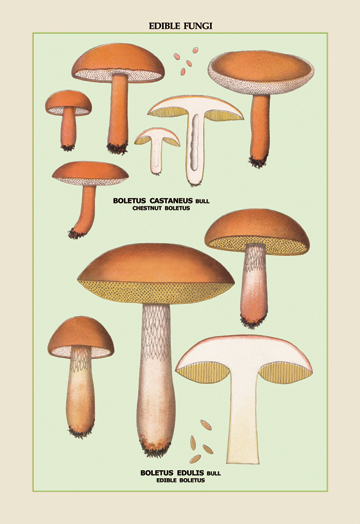 Buyenlarge Buy Enlarge 0-587-04903-0C12X18 Edible Fungi- Boletus Castaneus and Edulis- Canvas Size C12X18